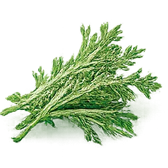 Absenta