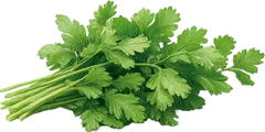 Cilantro