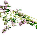 Esclarea