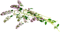Esclarea