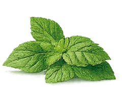 Hoja de pachulí de indonesia