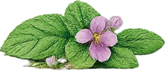 Lavanda silvestre
