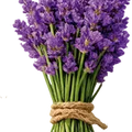 Lavanda