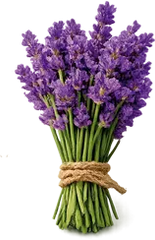 Lavanda