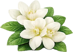 Mahonial