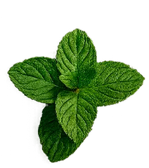 Menta