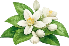 Neroli