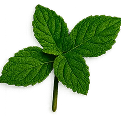 Pachulí