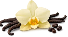 Vainilla
