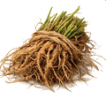 Vetiver