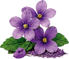 Violeta