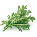 Absenta