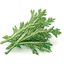 Absenta