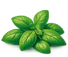 Albahaca