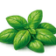 Albahaca