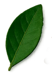 Hoja de bergamota