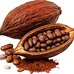 Cacao