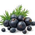 Enebro