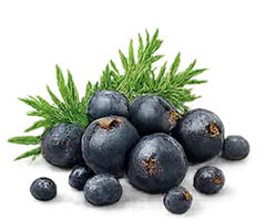 Enebro