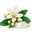Flor de Azahar