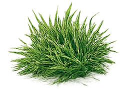 Hierbas