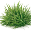Hierbas