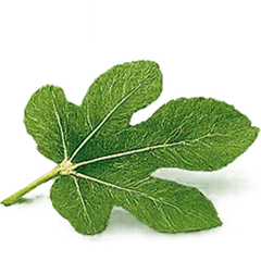 Hoja de higuera