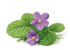 Hoja de violeta