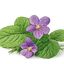 Hoja de violeta
