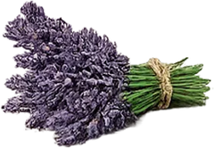 Lavanda negra