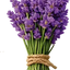 Lavanda