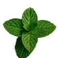 Menta