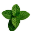 Menta