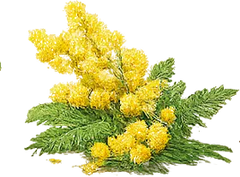 Mimosa