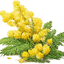 Mimosa