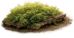 Musgo de roble
