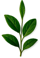 Notas verdes