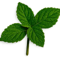 Pachulí