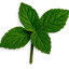 Pachulí