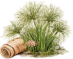 Papiro