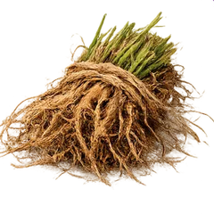 Vetiver